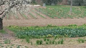 agricoltura