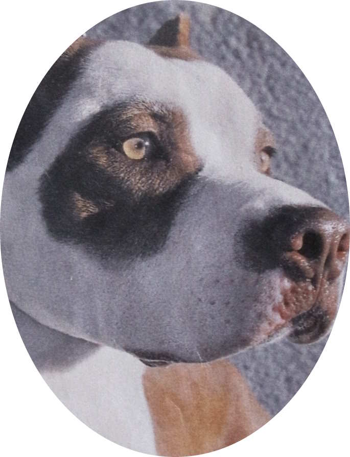 Pit_bull_-_Red_nose_dog