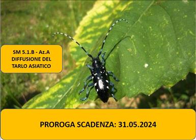 tarlo-asiatico