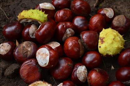 castagne