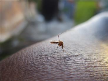 Dengue