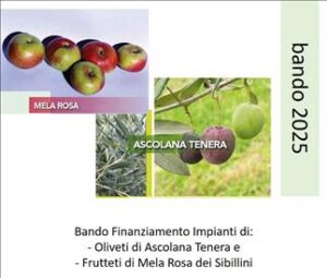 mela-rosa-oliva-tenera-ascolana