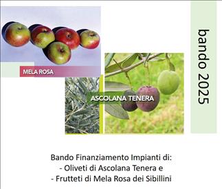 mela-rosa-oliva-tenera-ascolana